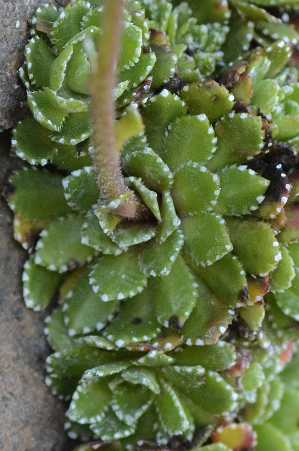 Saxifraga paniculata / Sassifraga alpina